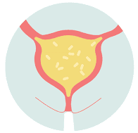 Illustration of a bladder
